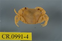 藏品(平背蜞)的圖片